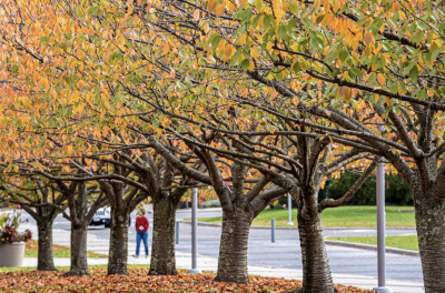 SBU Earns Tree Campus USA Honor for 10th Consecutive Year 이미지
